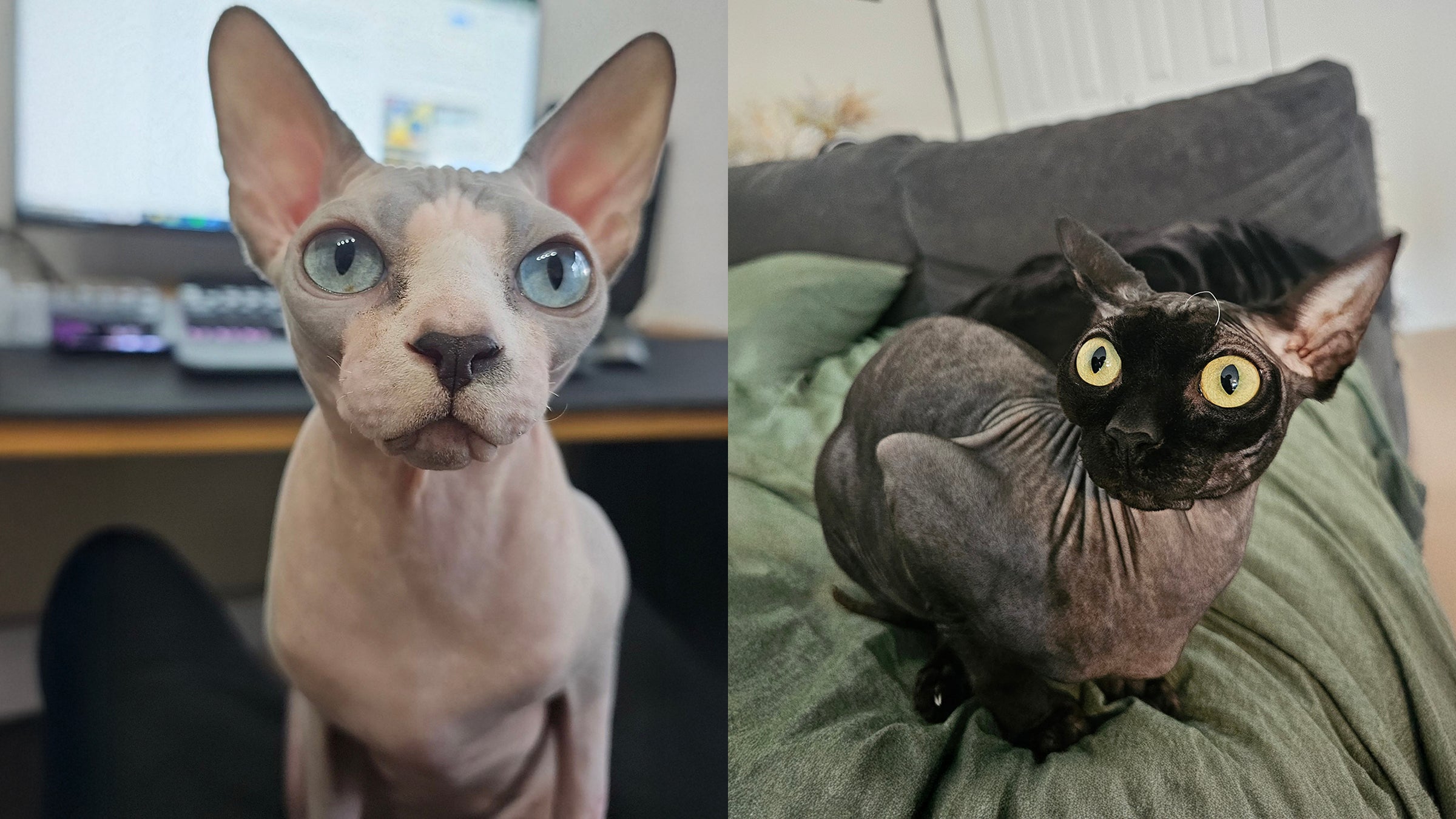 Gustavo & Skinny Pete