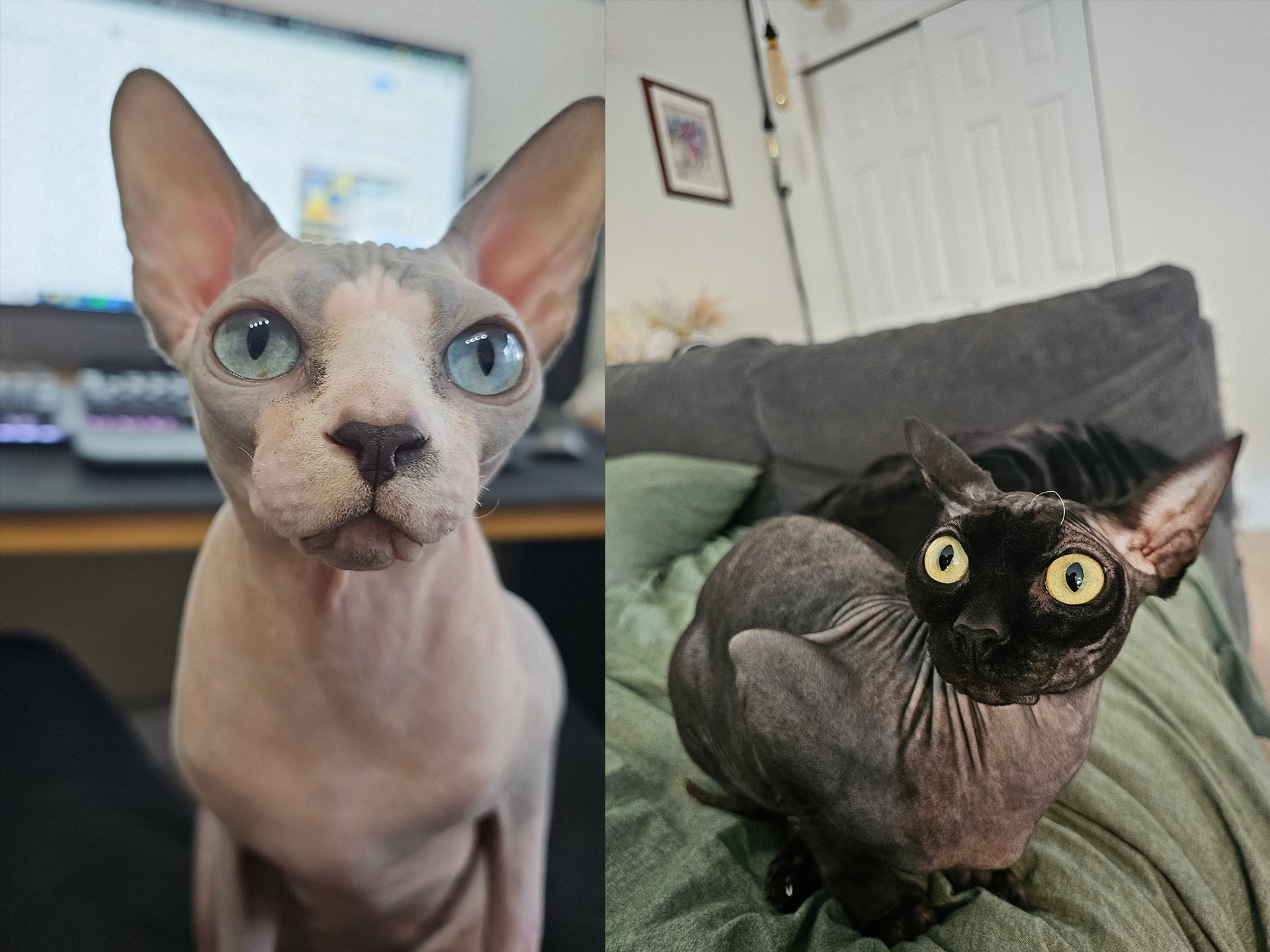 Gustavo & Skinny Pete
